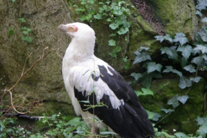 Palm razred: opis, fotografija Palm razred: opis, fotografija